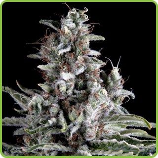 Anosia Haze Auto Flower