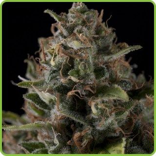 Creta-47 Auto Flower